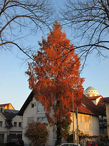 Jurassic Dawn Redwood | Tree Seed Grow Kit | The Jonsteen Company