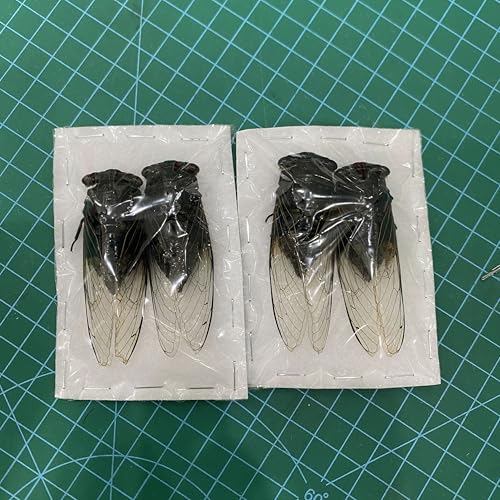 4 Real Cicada Specimens Open Wings Unmounted Taxidermy VE102X4-UPCANH - color: 4 Beetle #102 Folded Wings