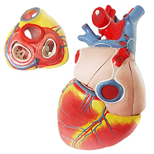 EVOTECH SCIENTIFIC Deluxe Human Heart Model with Thymus Gland & Diaphram Base, 10 Parts 1.5X Life Size Large Anatomical Heart Model for Classroom and Cardiology Study