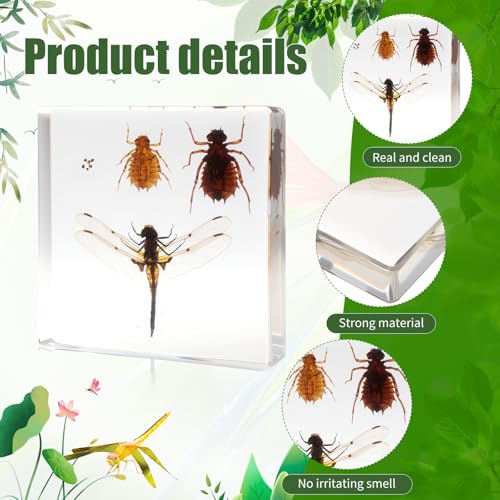 Lifecycle of Dragonfly Insect in Resin, 3.7 x 3.7 x 0.8 Inch Life Cycle of Dragonfly Specimens Animal Paperweights Specimen for Taxidermy Science Decor - color: Dragonfly