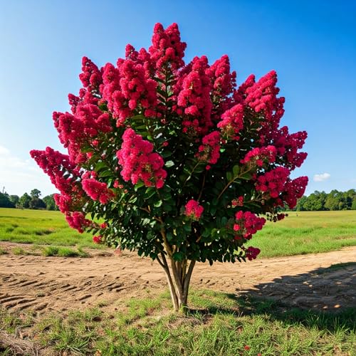 Tree Grow Kit | Easy to use | Educational | Memorial Gift | Plant It for The Planet | Grow Your Own Tree |Wide Selection to Choose from (Crape Myrtle) - style: Crape Myrtle