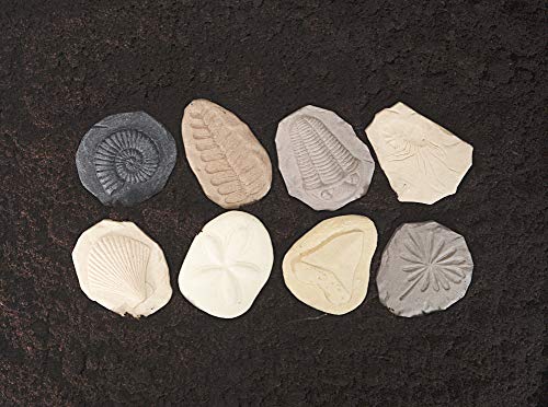 Yellow Door Let's Investigate Fossil Stone, Pack of 8