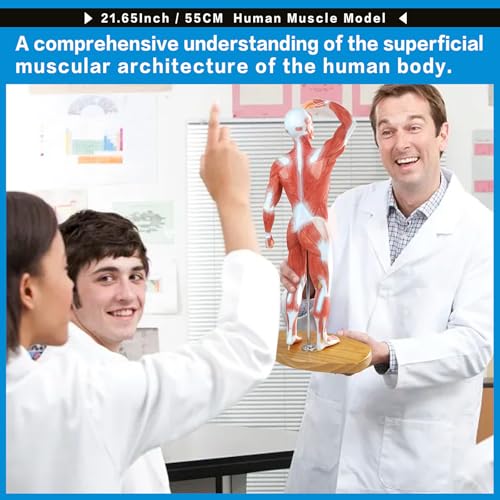 Miniature Human Muscle Anatomical Model - 1/3 Life-Size Numbered