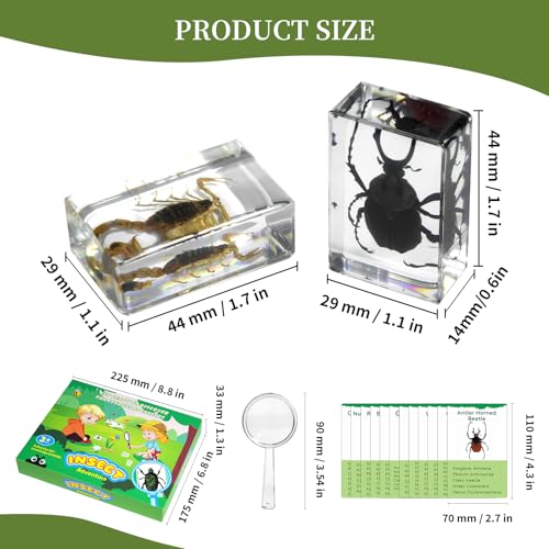 12Pcs Insect Specimens Set, Real Insect Taxidermy in Resin Specimens with Magnifier & Info Cards, Unique Science Educational Bugs, Oddities Gift - color: 12 Pcs Insect Set 1