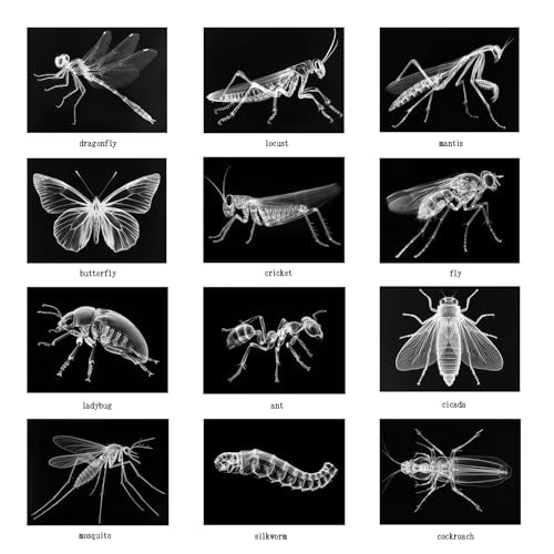 Animal X-Ray Set, Educational Science Kit, Light Table Accessory for Children (Insects) - style: Insects