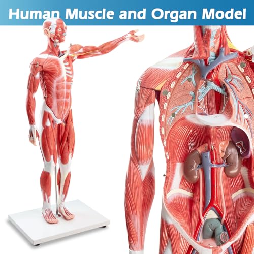 Half Life Size Human Muscular System Model with Removable Organ