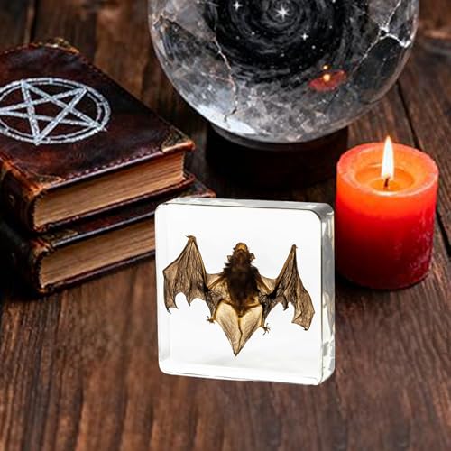 Bat Taxidermy in Resin Specimen Set for Science Education Classroom, Taxidermy Bat Collection,Oddities Animal Gift,Biology Home Décor Office Paperweight Bat in Resin (Bat) - size: Bat