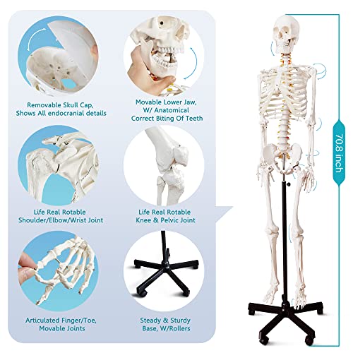 2026 New Medical Anatomical Human Skeleton Model, Life Size