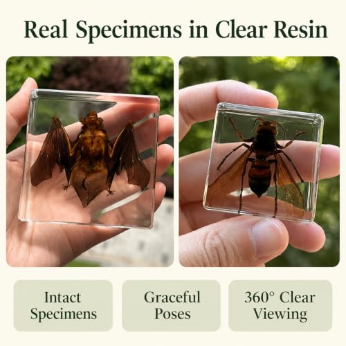 9Pc Real Bat and Animal Specimens in Resin, Taxidermy Bugs Display Decor - color: 9PCS Bat+Insect