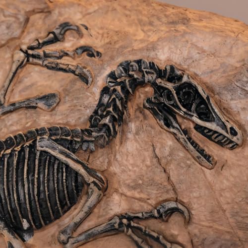 Velociraptor Dinosaur Fossil Statue Realistic Dinosaur Skeleton Model