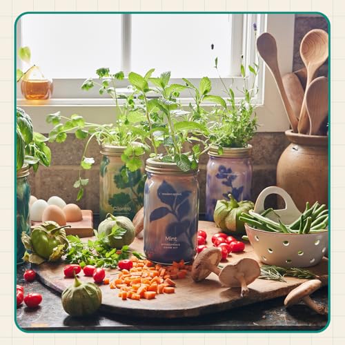 Modern Sprout Mason Garden Jar - Self-Watering Hydroponics Kit - Basil - color: Basil, size: Garden Jars