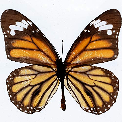 Real Insect Butterfly Specimen Paperweight Animal Taxidermy Collection Display Sciecne Classroom Specimen for Science Education (Butterfly 4) - color: Butterfly 4