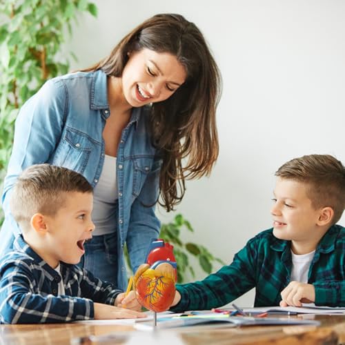 breesky Life Size Human Heart Model, Anatomically Accurate 2-PartMedical Model with 48 Anatomical Structures & Mounted Display Base & Number Manual for Classroom & Cardiology Study - style: 48-Numbered Anatomical Heart Model