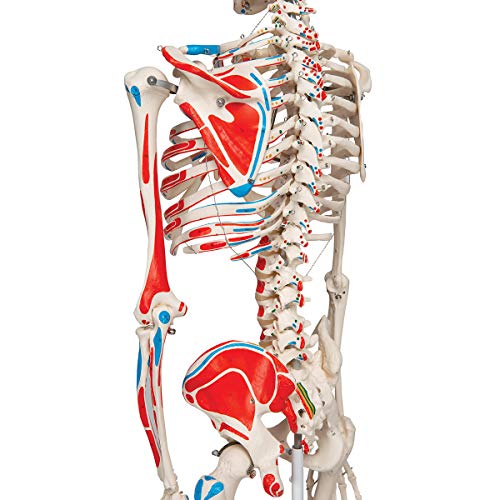 3B Scientific A11 Max the Muscle Skeleton w/ Pelvic mounted roller stand - 3B Smart Anatomy