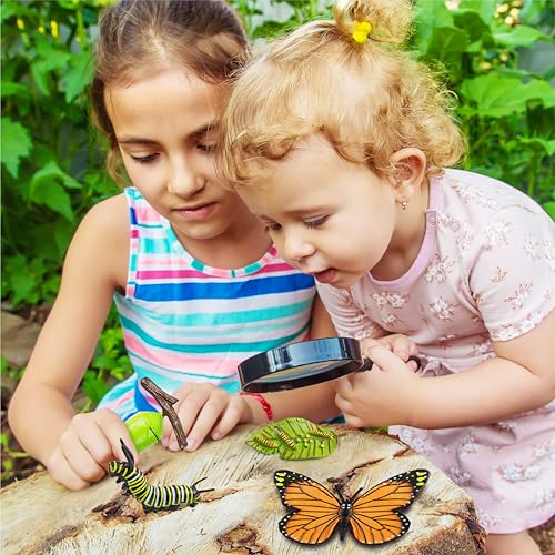 15 Butterfly Life Circle Flashcards with 4 Plastic Figurines, Butterflies Introduction Cards Plastic Insects Egg to Butterfly Kit Toy for Kids, Adults, Animal Lovers - style: Butterfly
