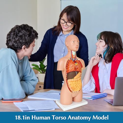 JNMFTD Human Torso Anatomy Model 17", 16 Part Dual-Sex Body Removable Model with Heart Brain Visceral Organ Muscular Layers Vessels Nerves Include Product Manual Card for Medical Scientific Education - size: 15"L x 5"W
