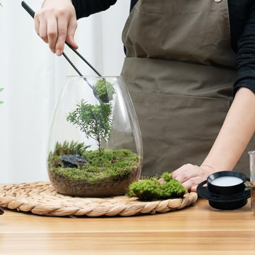 Desktop Glass Plant Terrarium with Grow Light for Carnivorous Plants & Moss