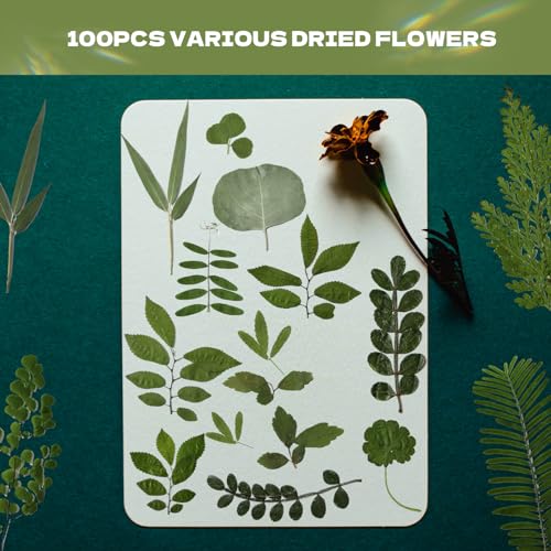 63 Pcs Dried Flowers for Resin 21 Styles Pressed Leaves - size: 63 pcs Green Leaf