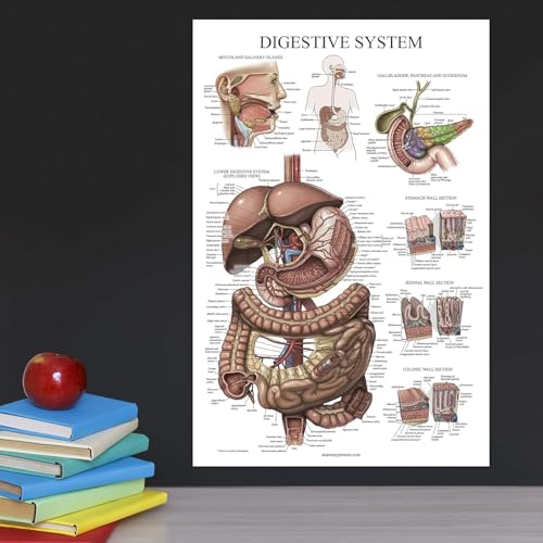 Palace Learning Laminated Digestive System Anatomical Chart - Gastrointestinal Anatomy Poster 18" x 24" - color: Laminated