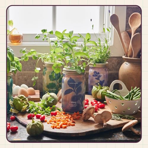 Modern Sprout Mason Garden Jar - Self-Watering Hydroponics Kit - Parsley - color: Parsley, size: Garden Jars