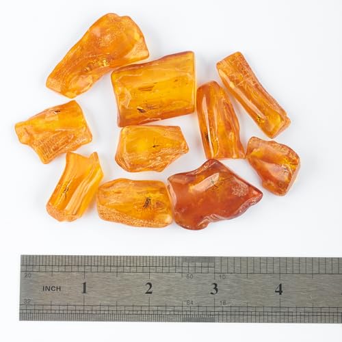 Baltic Amber Natural Fossil Insects,Insects from Millions of Years ago,True Insect Samples-Science Classroom Science Education Animal Specimens (A Amber with Insects Fossils)