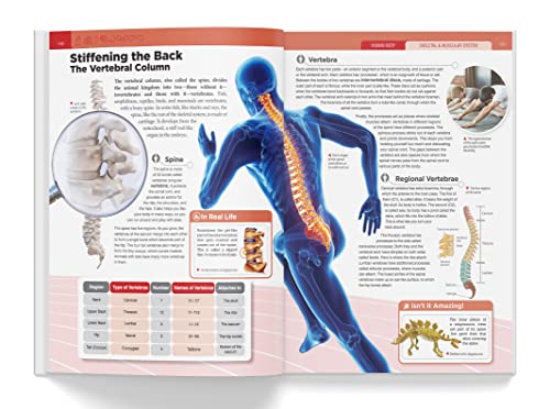 Knowledge Encyclopedia Human Body (Knowledge Encyclopedia For Children)