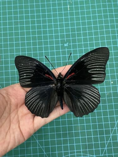 Real Sasakia Funebris Black Empress Butterfly Unmounted Taxidermy BU-134 - color: 1 Butterfly #134