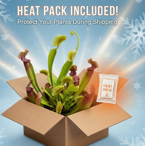 Venus Flytrap Kit, Live Venus Fly Trap Terrarium Included/DIY Beginner Friendly Starter Kit, Educational Growing Plant, Exotic Native