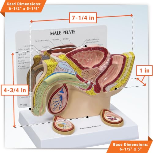 GPI Anatomicals Human Anatomy Model of Male Pelvis with Testicles - style: Male Pelvis with Testicles