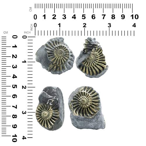 Starborn Rare Collector's Fossils - style: Brass Ammonite Negative
