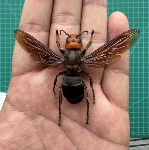 4 Real Wasp Specimens Unmounted Dried Taxidermy Pinning Collection BO99X4 - color: 4 Beetles #99