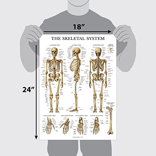 Palace Learning Muscular & Skeletal System Anatomical Poster Set - LAMINATED 2 Chart Set - Human Skeleton & Muscle Anatomy - (18" x 24") - color: LAMINATED, size: 18" x 24"