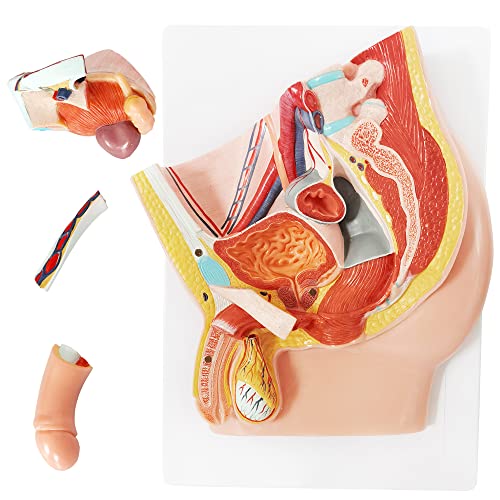 Merinden Male Pelvis Reproductive Anatomy Model, Life Size Pelvis Model on Baseboard, 5-Parts Pelvis Organ Model with Muscular, Urinary, and Reproductive System, Detailed Product Manual - color: Male