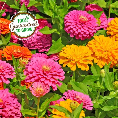 Back to the Roots Organic Zinnia Flower Grow Kit with Plantable Starting Pot Soil and Seeds - size: 5 inches, style: Zinnia Flower Kit