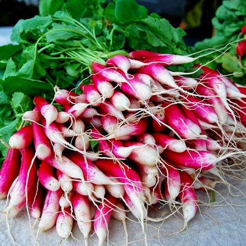 Rapid Yield Radish 18 Days Seeds for Planting 250+ Non-GMO Seeds French Breakfast Radish