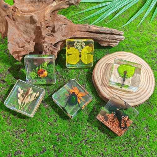 6 Real Insects Specimen in Resin – Taxidermy Bug Butterfly Beetle Locust Scorpion Ant with Scenery, Science Classroom Display,Nature Oddity Decor for Insect Collector, Christmas Birthday Gift(Habitat) - size: 6 Scenery