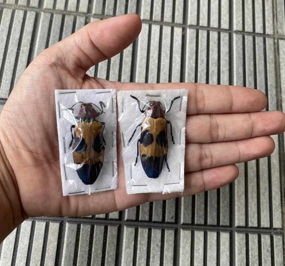 Real Chrysochroa Buqueti Beetle Taxidermy Specimen Unmounted BO-82 - color: 1 Beetle #82