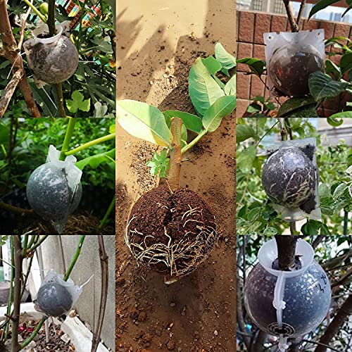 Supking 8 Pcs Air Layering Pods Plant Rooting Grow Propagation Ball Small Transparent Assisted Cutting Rooting Grafting Device Root Box for Plants - size: Small