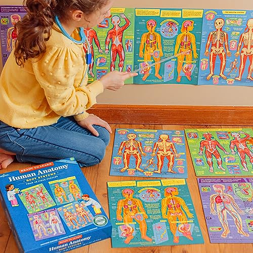eeBoo Human Anatomy 48 Giant Piece Children's Puzzle, Four 12 PC Puzzles - style: Human Anatomy