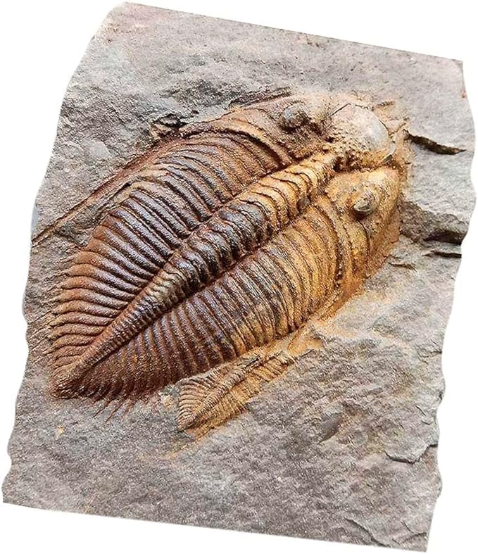 zonzxcv Trilobite Fossil Real Fossils Come from Western Hunan of China for Collections and Education (Information Card Included)