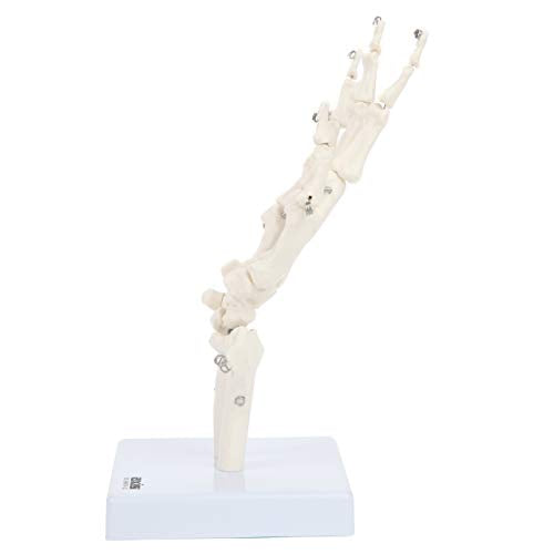 Axis Scientific Hand Skeleton Including Ulna and Radius - Left, Scientific Anatomy Model, Hand Anatomy Real Bones Set, Educational Model, Demonstration Skill, Human Anatomy System Miniature