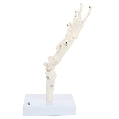 Axis Scientific Hand Skeleton Including Ulna and Radius - Left, Scientific Anatomy Model, Hand Anatomy Real Bones Set, Educational Model, Demonstration Skill, Human Anatomy System Miniature
