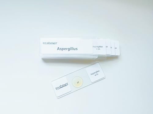 Aspergillus Prepared Microscope Slides, 5 Pack Aspergillus Slides Show Fungal Spores, Learn About The Structure of Brown Mold and Reproduction