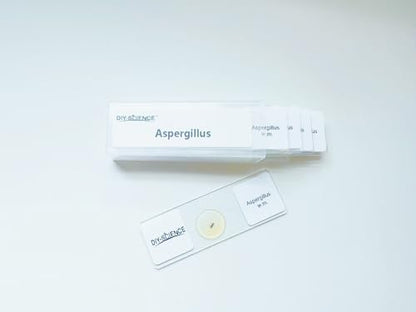 Aspergillus Prepared Microscope Slides, 5 Pack Aspergillus Slides Show Fungal Spores, Learn About The Structure of Brown Mold and Reproduction