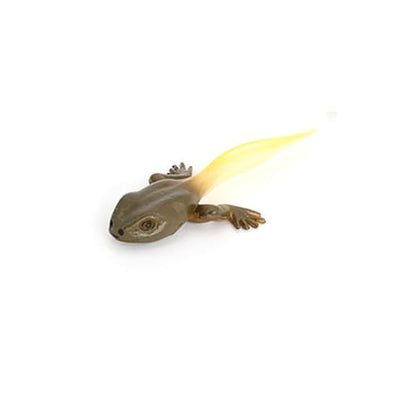 Hvogvok Frog Growth Cycle, Animal Growth Cycle Biological Model, Growth Stage Lifelike Frog Life Cycle Model Set for Kids Education Insect Themed Party Favors - style: Frog