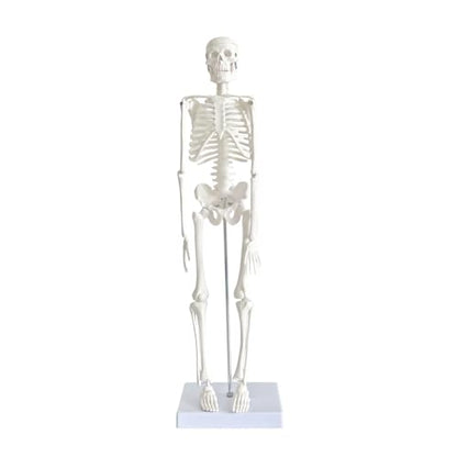 WEEK NINE 17" Mini Human Skeleton Model for Anatomy