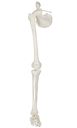Axis Scientific Human Leg Model