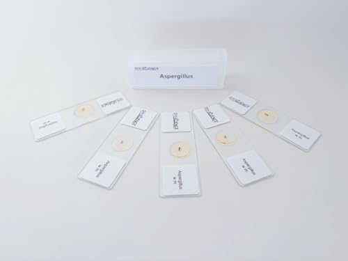 Aspergillus Prepared Microscope Slides, 5 Pack Aspergillus Slides Show Fungal Spores, Learn About The Structure of Brown Mold and Reproduction