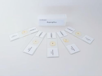Aspergillus Prepared Microscope Slides, 5 Pack Aspergillus Slides Show Fungal Spores, Learn About The Structure of Brown Mold and Reproduction