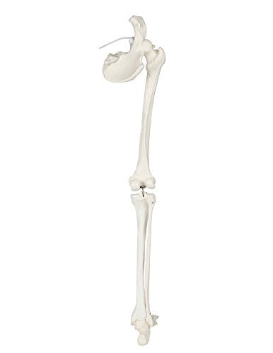 Axis Scientific Human Leg Model